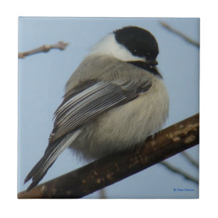 B21 Black Capped Chickadee Tile