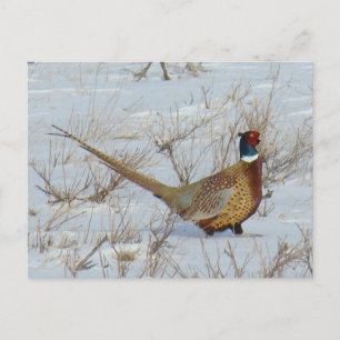 B22 Ring-necked Pheasant in Snow Postcard
