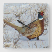 B22 Ring-necked Pheasant in Snow