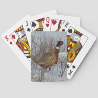 B23 Ring-necked Pheasant in Snow