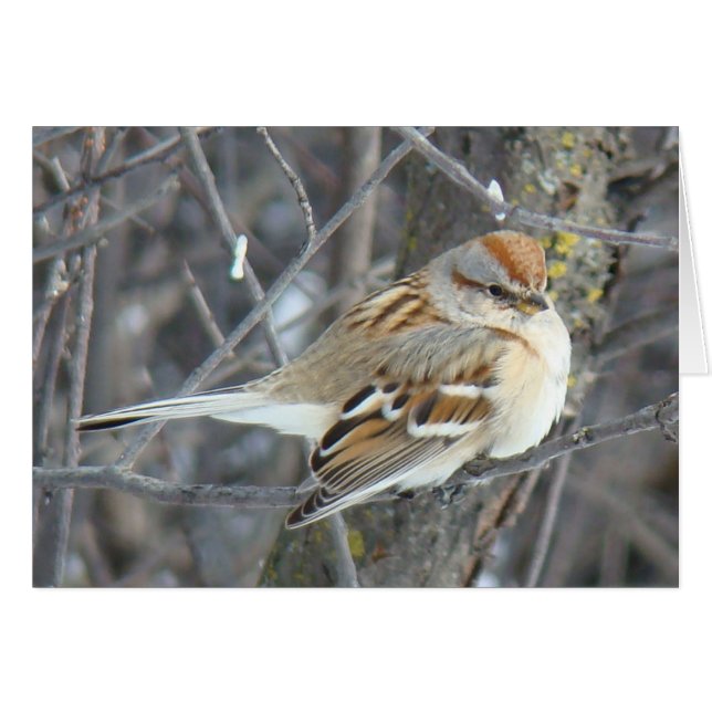 B24 Common Sparrow (Front Horizontal)