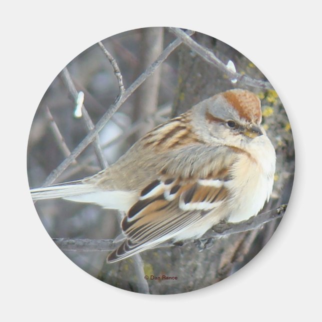 B24 Common Sparrow Magnet (Front)