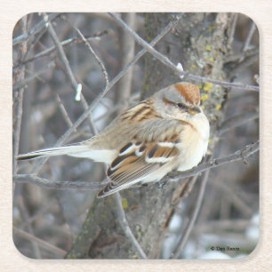 B24 Common Sparrow Paper Coaster