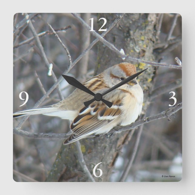 B24 Common Sparrow Square Wall Clock (Front)