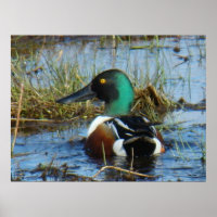 B25 Northern Shoveler Drake