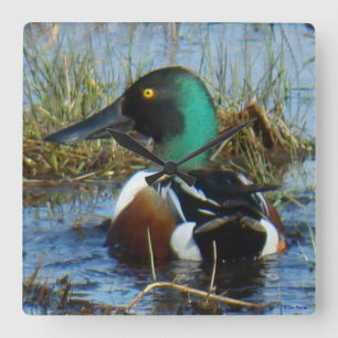 B25 Northern Shoveler Drake Square Wall Clock
