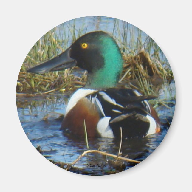 B25 Northern Shoveler Magnet (Front)