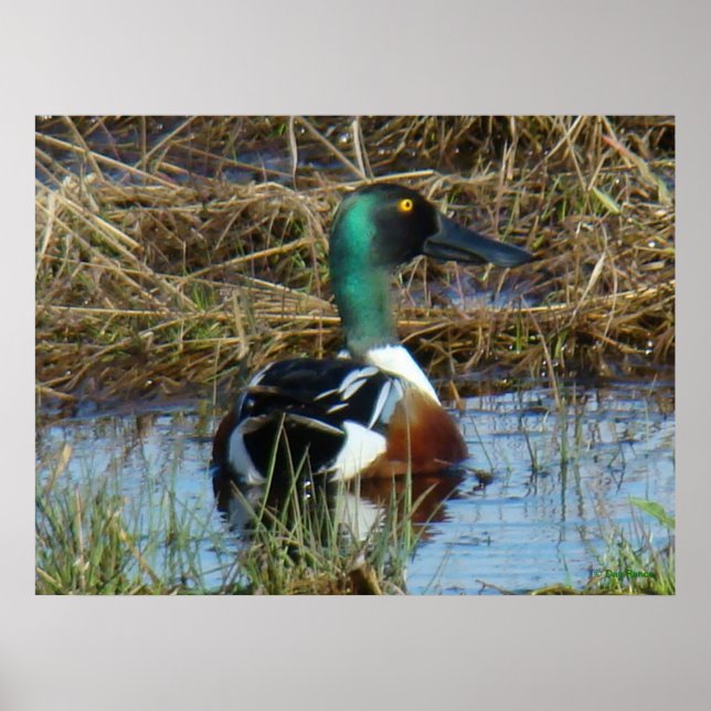 B26 Northern Shoveler Drake Poster (Front)