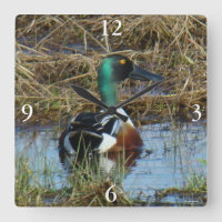 B26 Northern Shoveler Drake