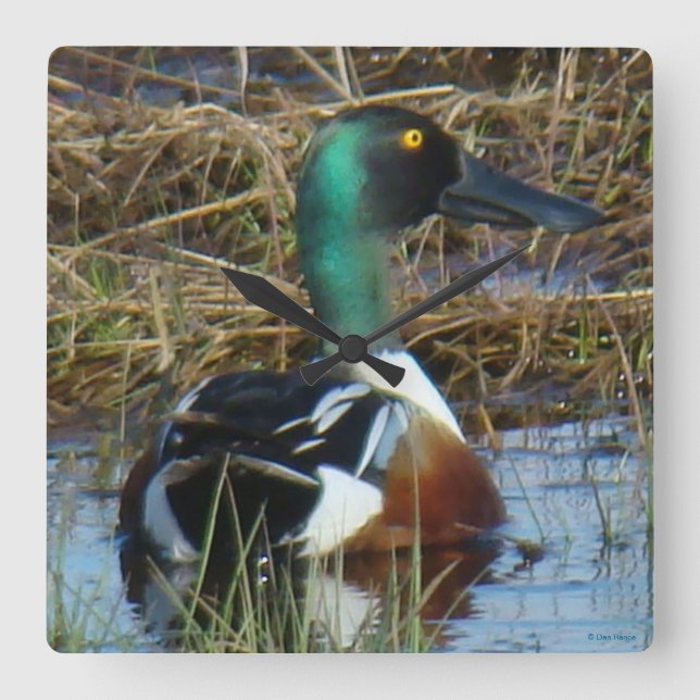 B26 Northern Shoveler Drake Square Wall Clock (Front)