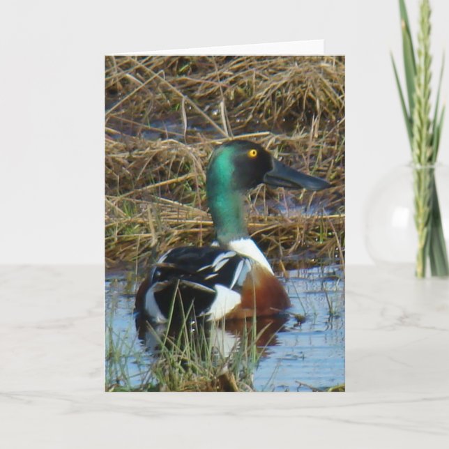 B26 Northern Shoveler Duck Card (Front)