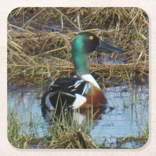 B26 Northern Shoveler Square Paper Coaster (Front)