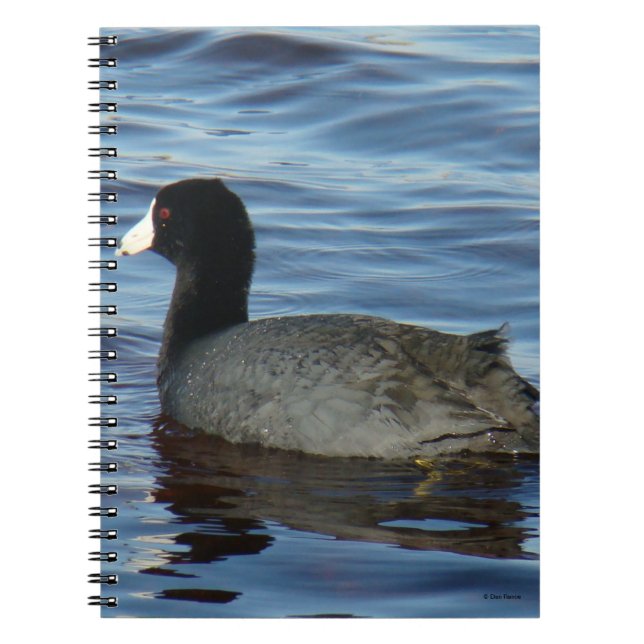 B27 Common Coot Notebook (Front)