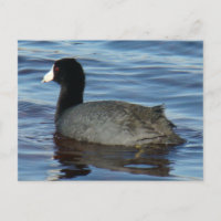 B27 Common Coot