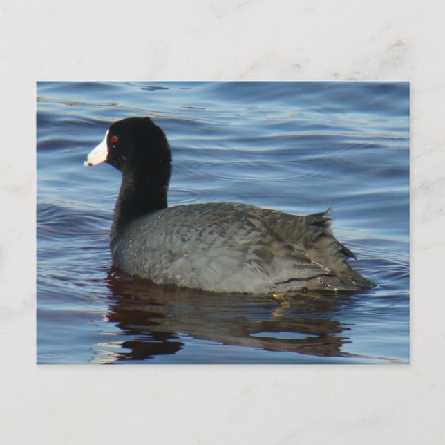 B27 Common Coot Postcard (Front)