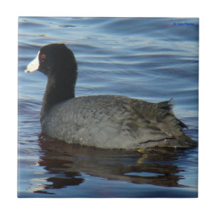 B27 Common Coot Tile