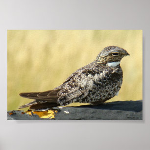 B29 Common Nighthawk Poster