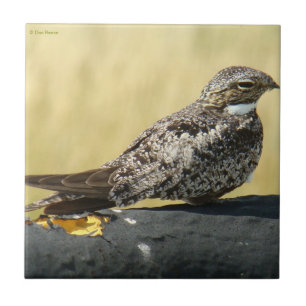 B29 Common Nighthawk Tile