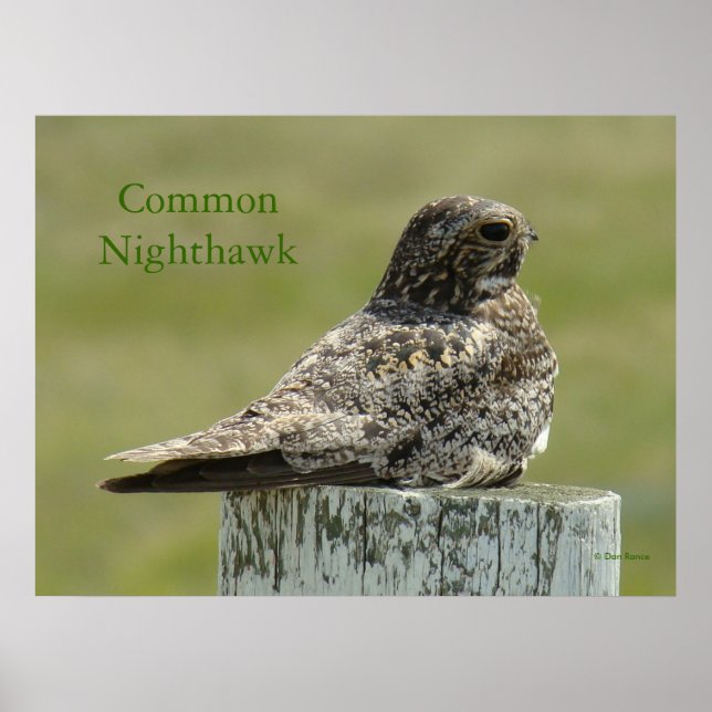 B2 Commom Nighthawk Poster (Front)