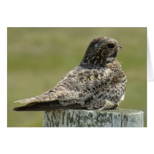 B2 Common Nighthawk