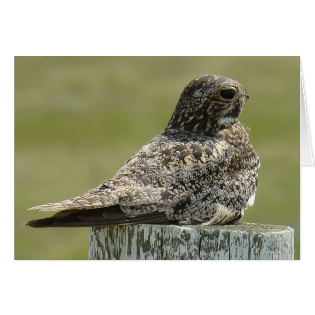 B2 Common Nighthawk (Front Horizontal)