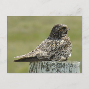 B2 Common Nighthawk Postcard