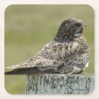 B2 Common Nighthawk