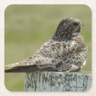 B2 Common Nighthawk Square Paper Coaster