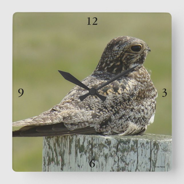 B2 Common Nighthawk Square Wall Clock (Front)