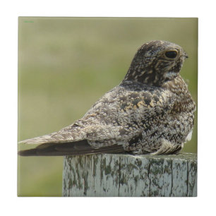 B2 Common Nighthawk Tile