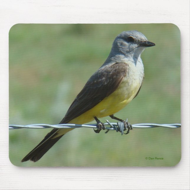 B31 Western Kingbird Mouse Pad (Front)