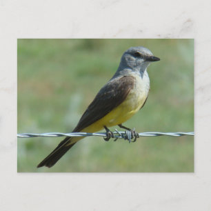 B31 Western Kingbird Postcard