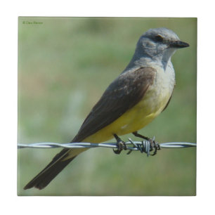 B31 Western Kingbird Tile