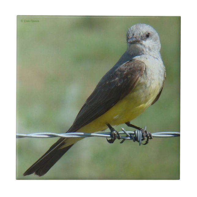 B32 Western Kingbird Tile (Front)