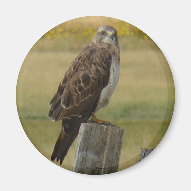 B33 Swainson's Hawk Magnet (Front)