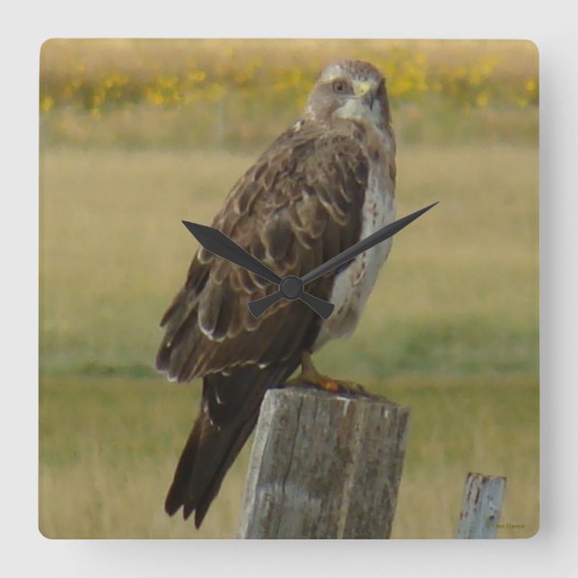 B33 Swainson's Hawk Square Wall Clock (Front)