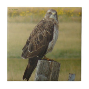 B33 Swainson's Hawk Tile