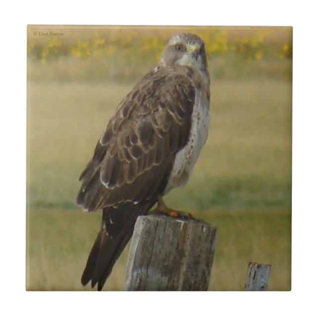 B33 Swainson's Hawk Tile (Front)