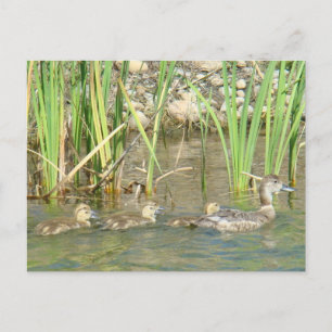 B34 Mother Duck and Ducklings Postcard