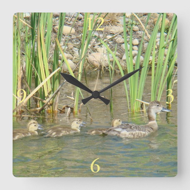 B34 Mother Duck and Ducklings Square Wall Clock (Front)