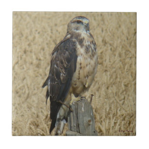 B35 Ferruginous Hawk in Wheat Field Tile