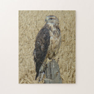 B36 Ferruginous Hawk in Wheat Field Jigsaw Puzzle