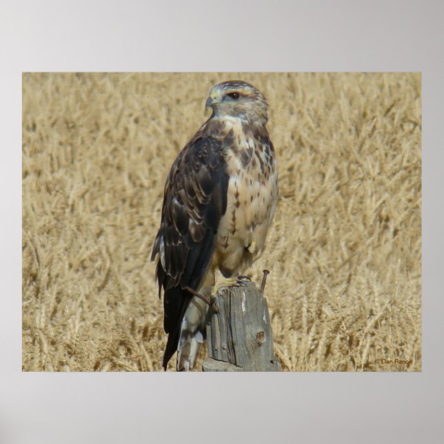 B36 Ferruginous Hawk in Wheat Field Poster (Front)