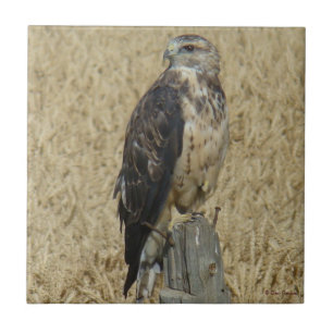 B36 Ferruginous Hawk in Wheat Field Tile