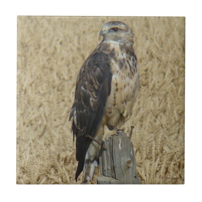 B36 Ferruginous Hawk in Wheat Field Tile (Front)