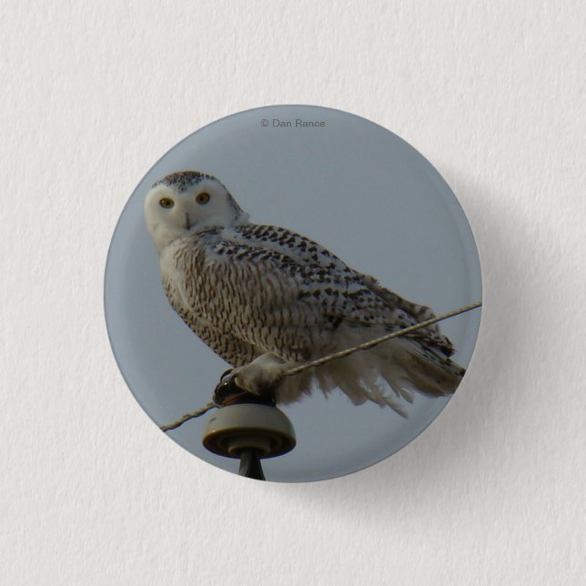 B38 Snowy Owl 3 Cm Round Badge (Front)