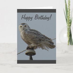 B38 Snowy Owl Card