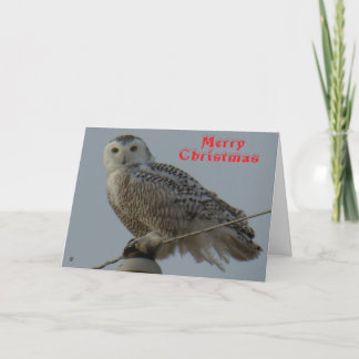 B38 Snowy Owl Christmas Card
