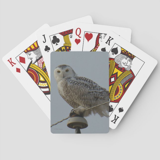 B38 Snowy Owl Playing Cards (Back)