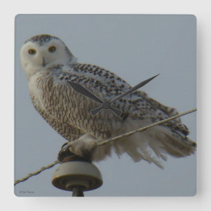 B38 Snowy Owl Square Wall Clock